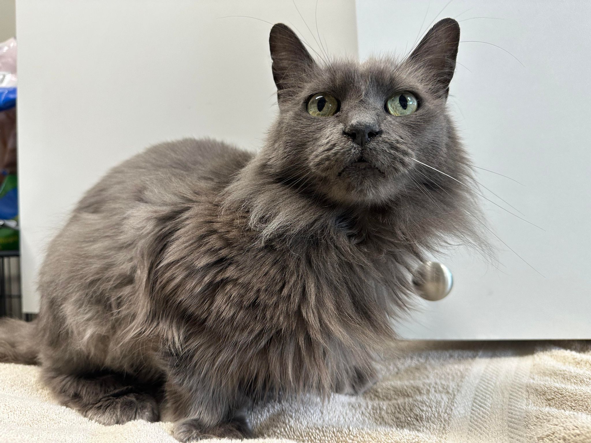 MANNY • Chats (StMathieudeBeloeil) • SPCA Roussillon