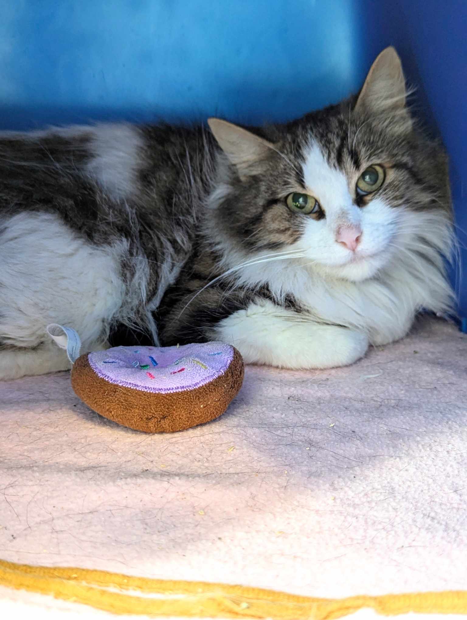 JUPITER • Cat (StMathieudeBeloeil) • SPCA Roussillon