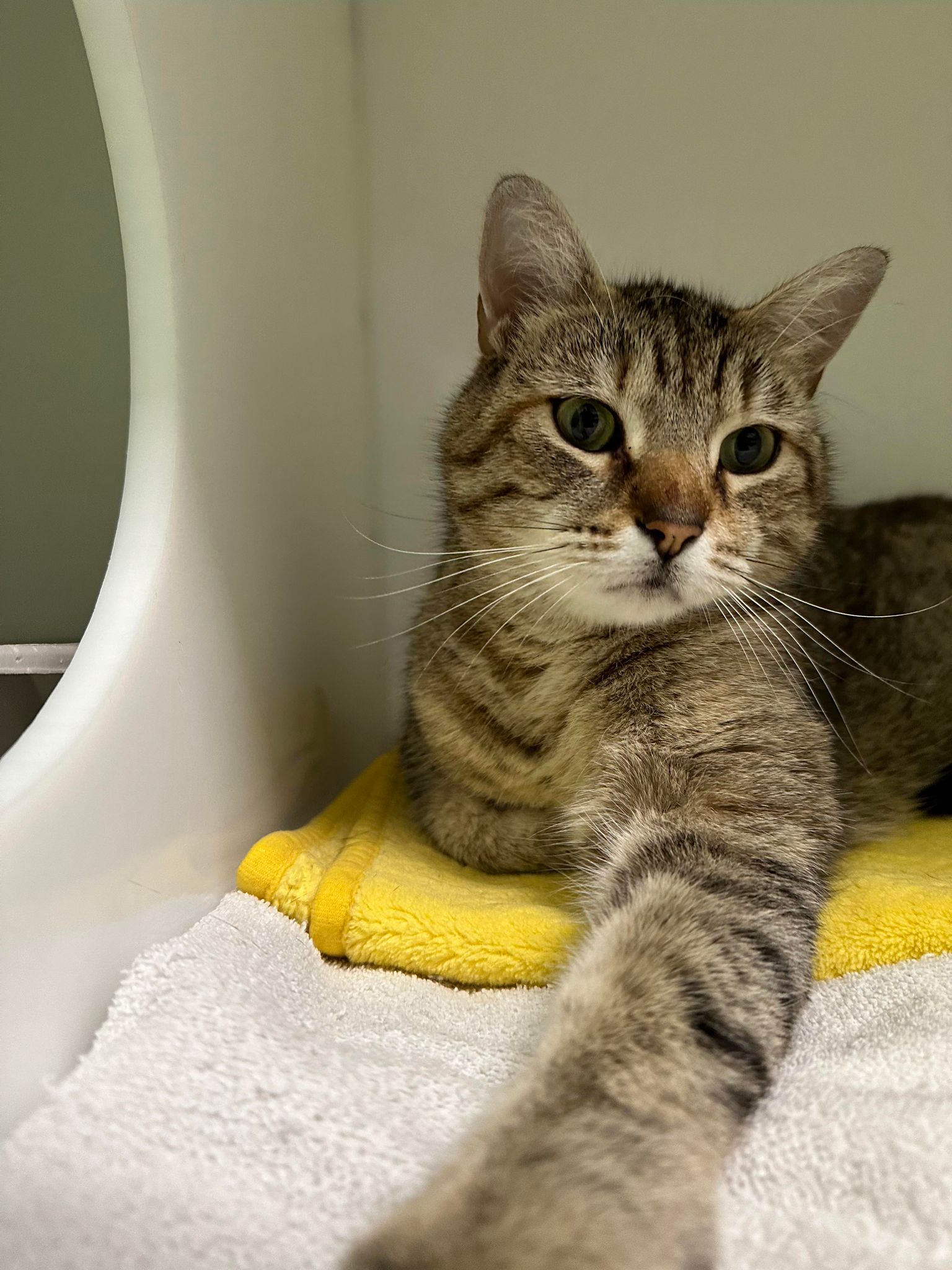 GRACIE • Chats (StMathieudeBeloeil) • SPCA Roussillon