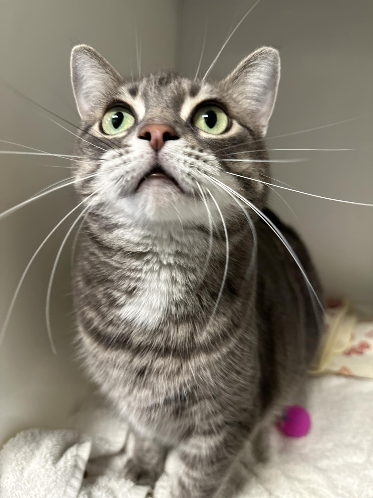 CHANELLE • Chats (StMathieudeBeloeil) • SPCA Roussillon