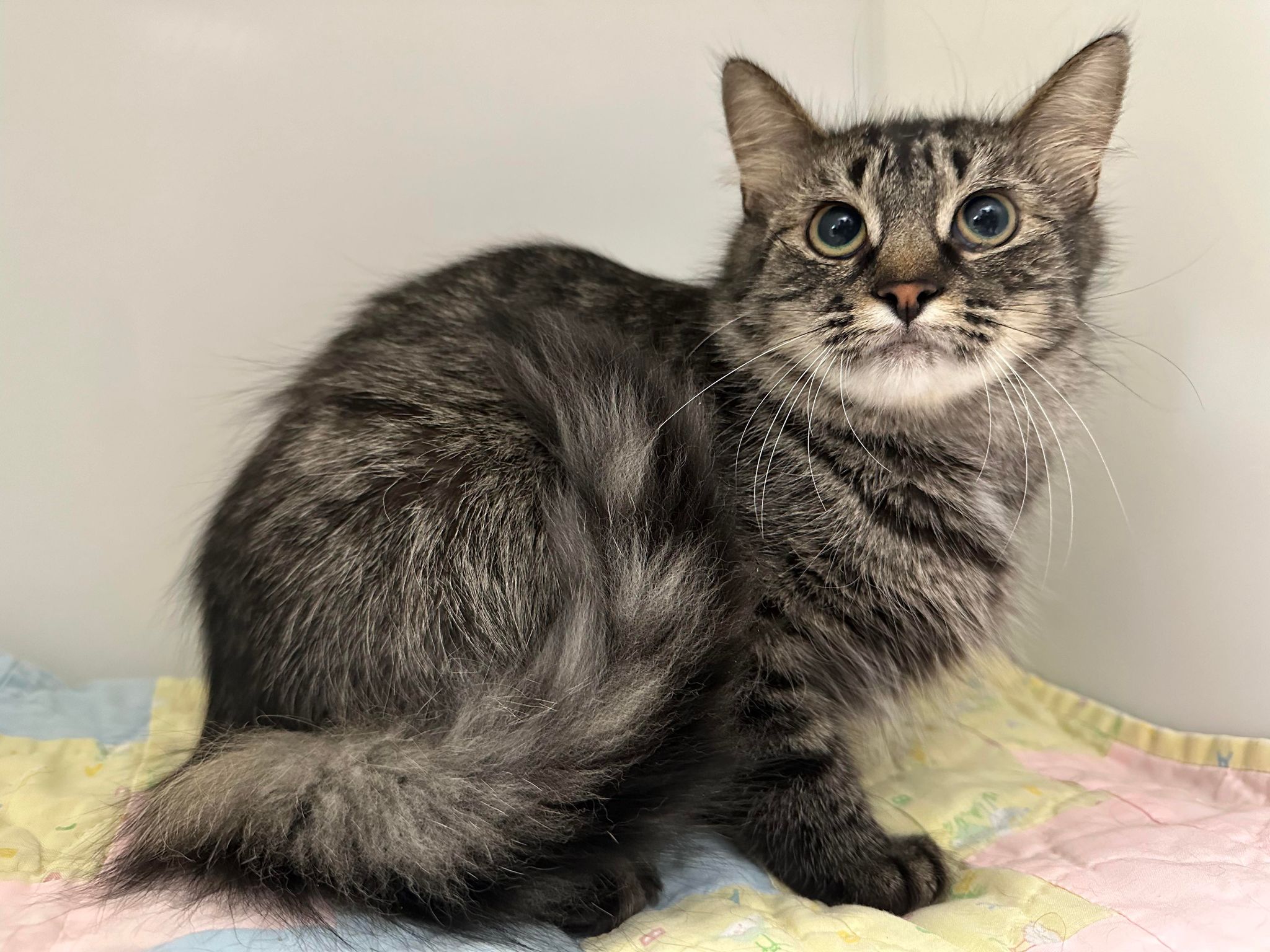 GOJI • Chats (StMathieudeBeloeil) • SPCA Roussillon