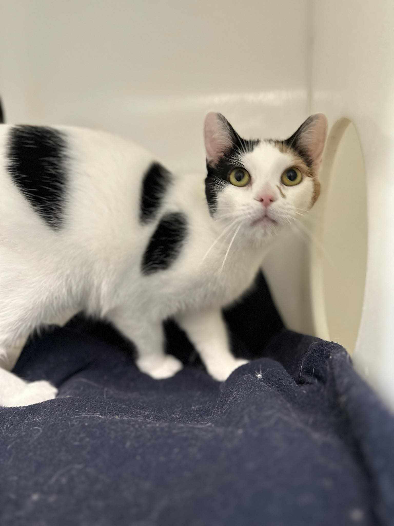 MYSTIQUE • Chats (StMathieudeBeloeil) • SPCA Roussillon