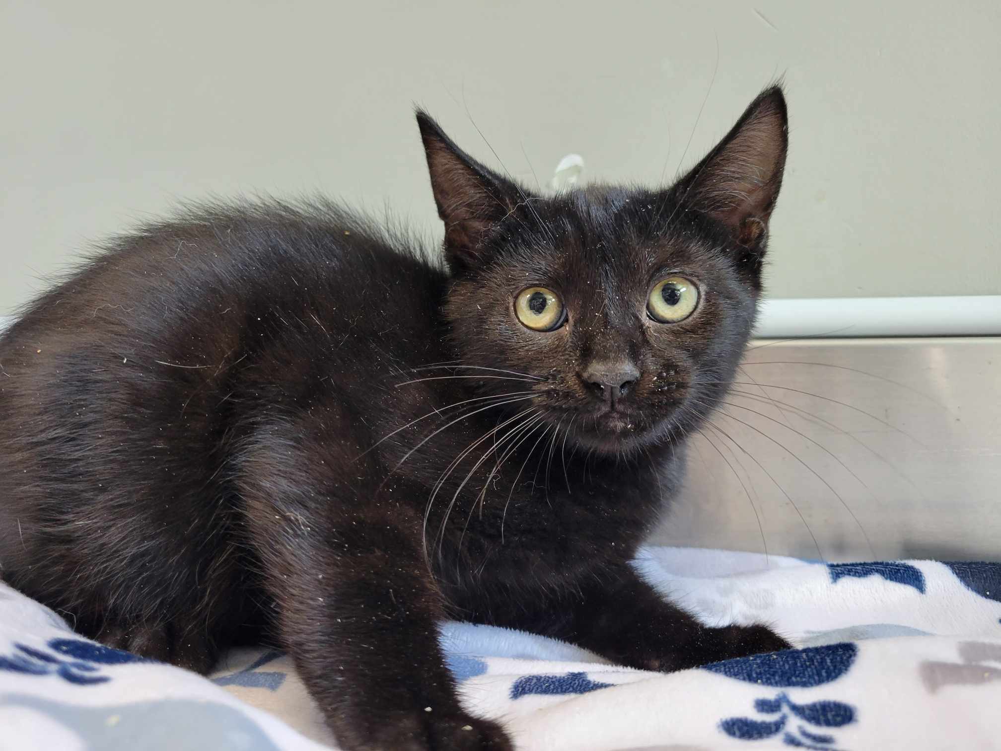 CASPER • Cat (StMathieudeBeloeil) • SPCA Roussillon