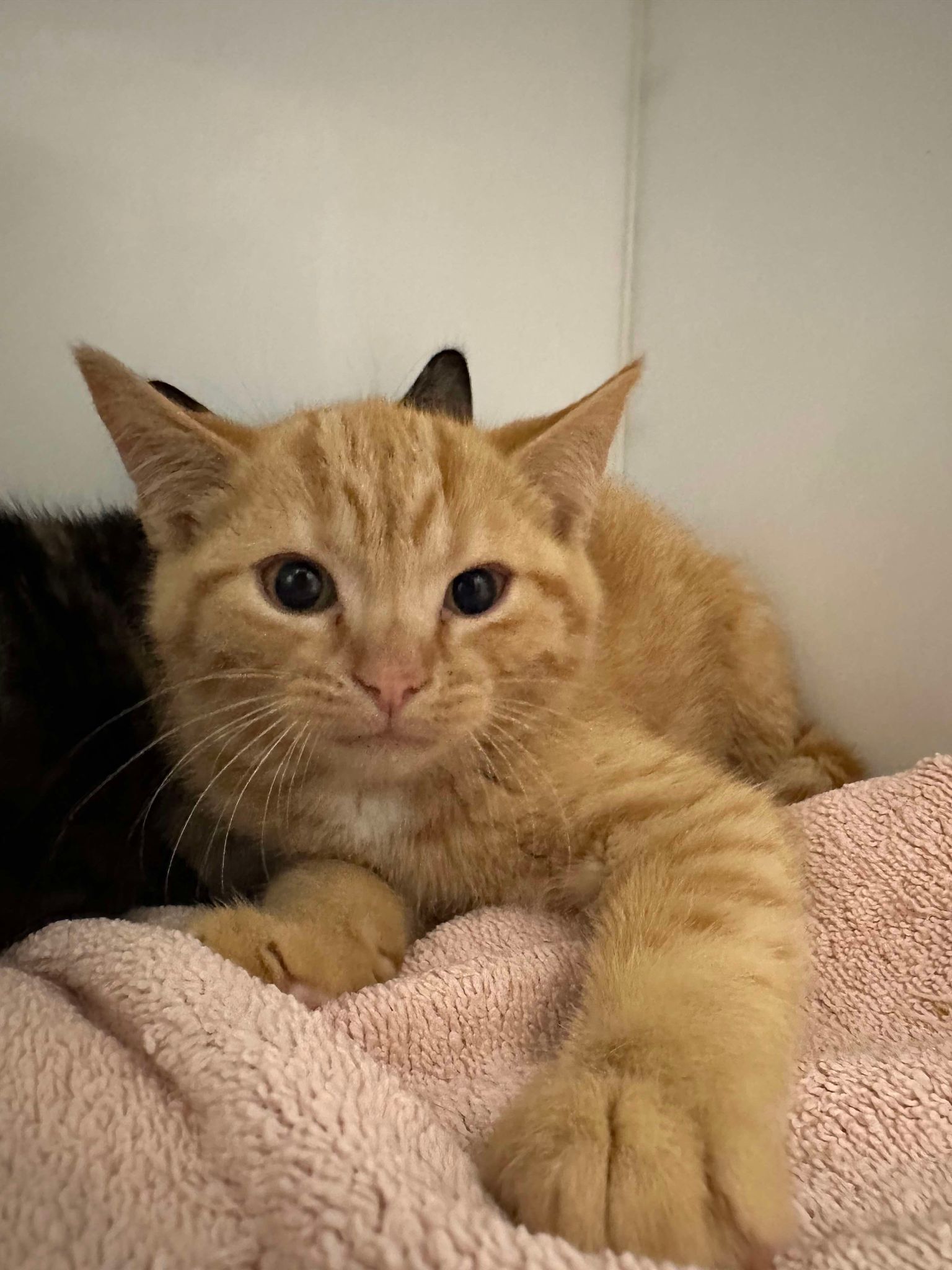 LUCAS • Cat (StMathieudeBeloeil) • SPCA Roussillon