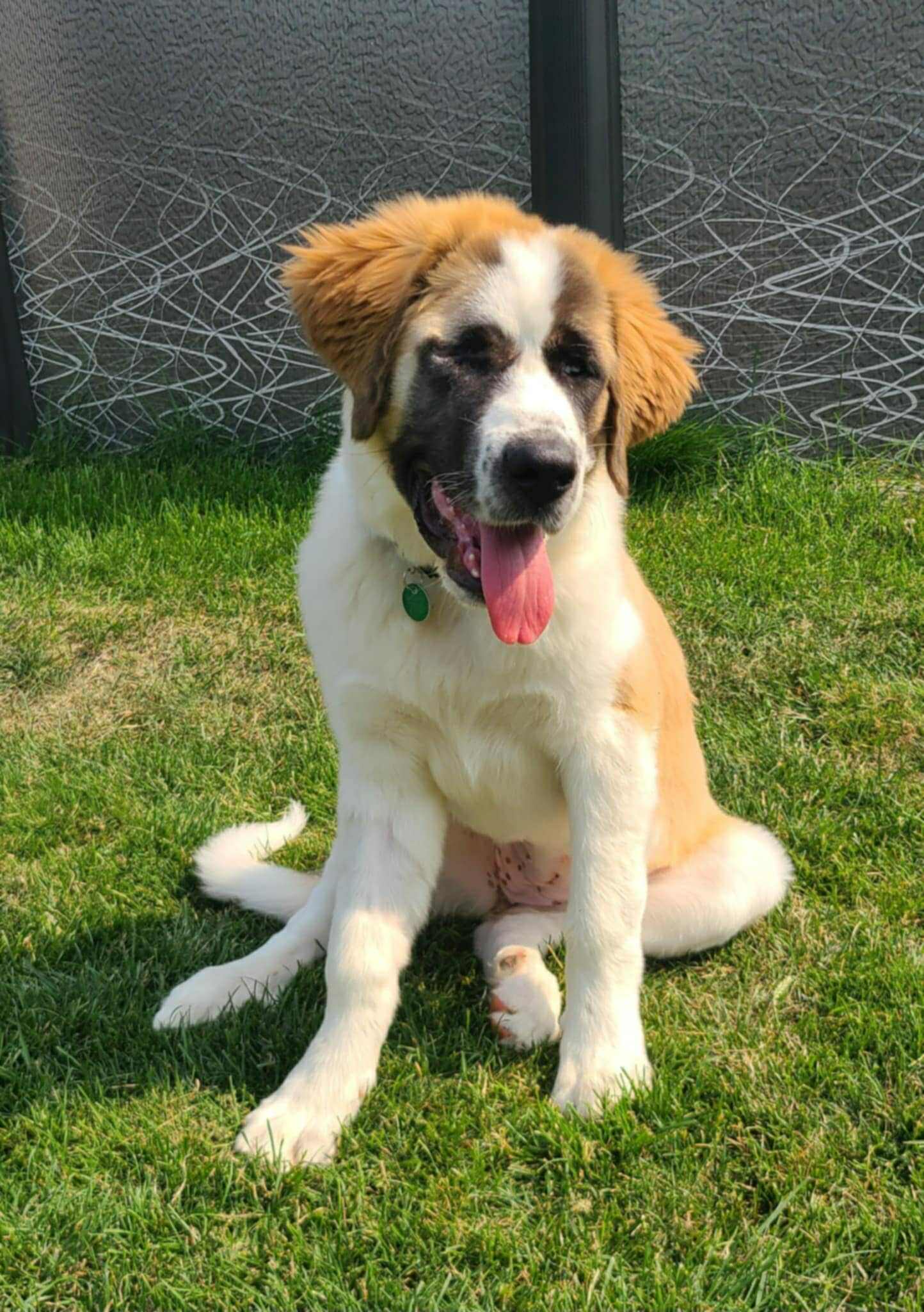 How to Adopt a Dog: A Step-by-Step Guide
