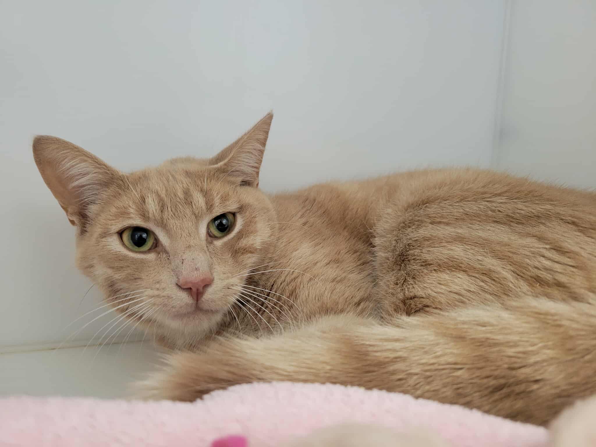 Brown Cat for Adoption: Find Your Perfect Furry Friend Today!