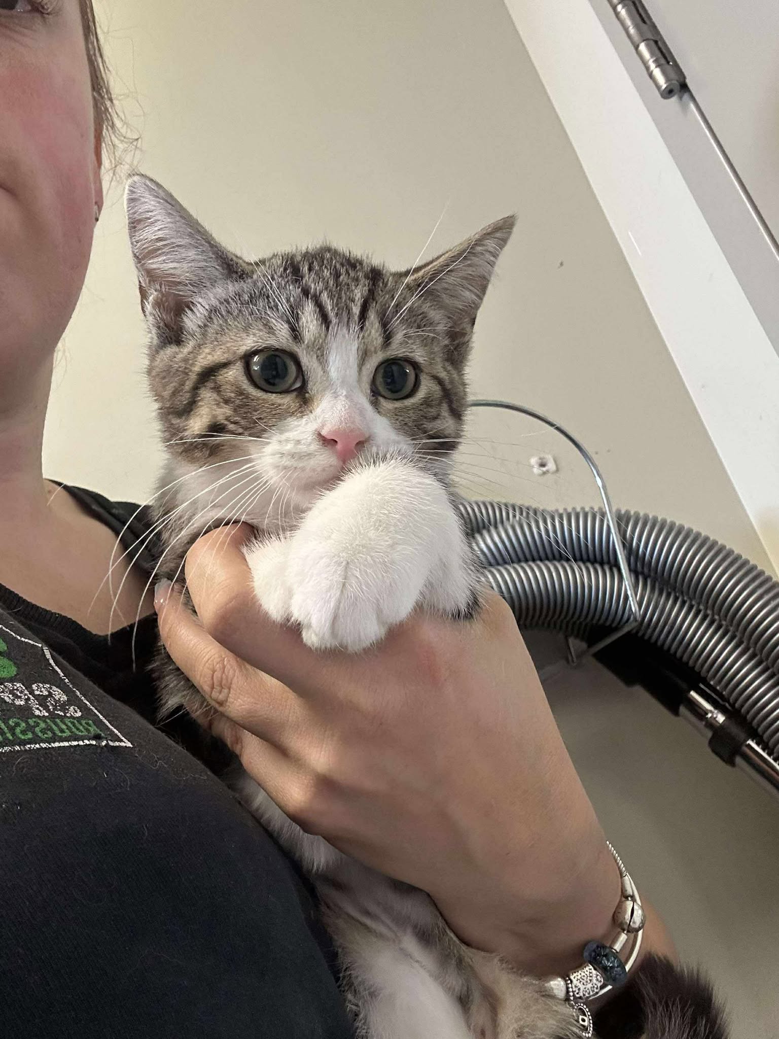Cats To.Adopt: Discover Loving Pets Ready for Your Home