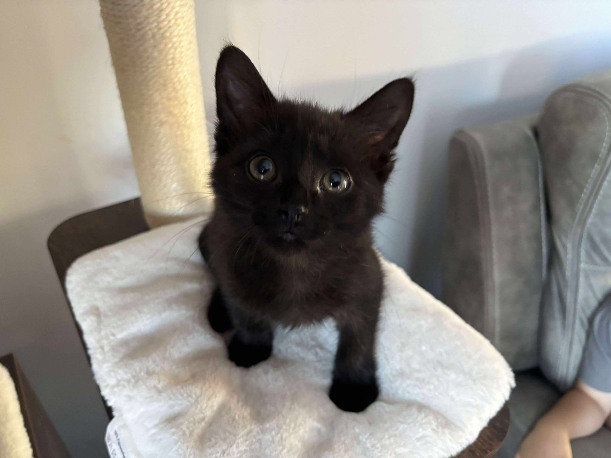 How Long Does Cat Adoption Take: The Complete Timeline Explained