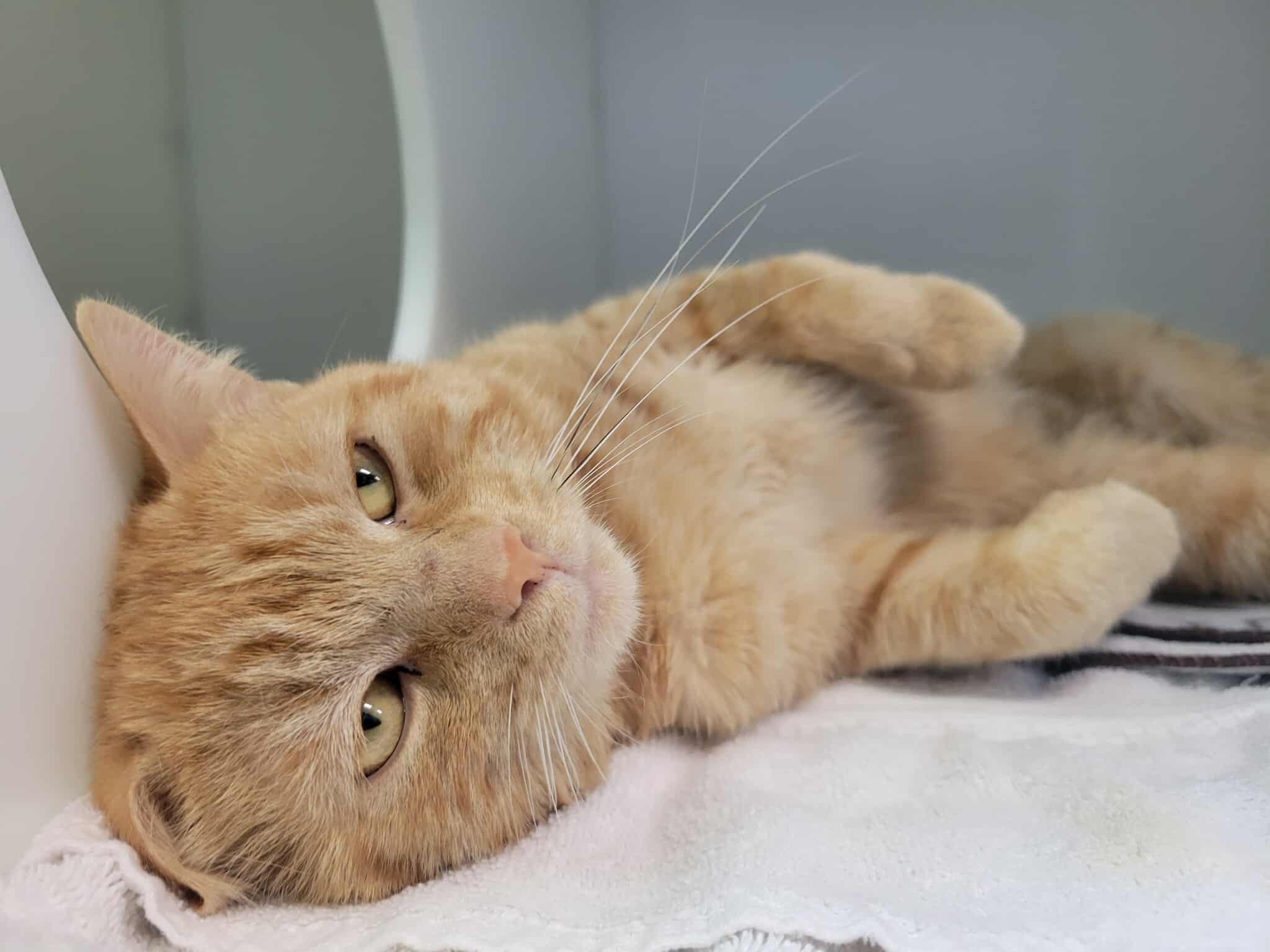 Declawed Cats for Adoption: Find Loving Homes Today
