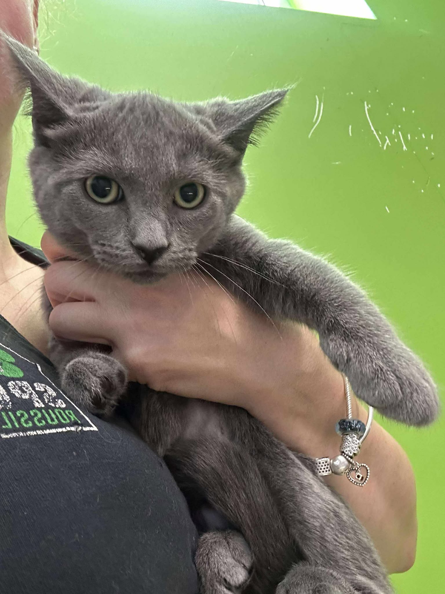 Cats To.Adopt: Discover Loving Pets Ready for Your Home