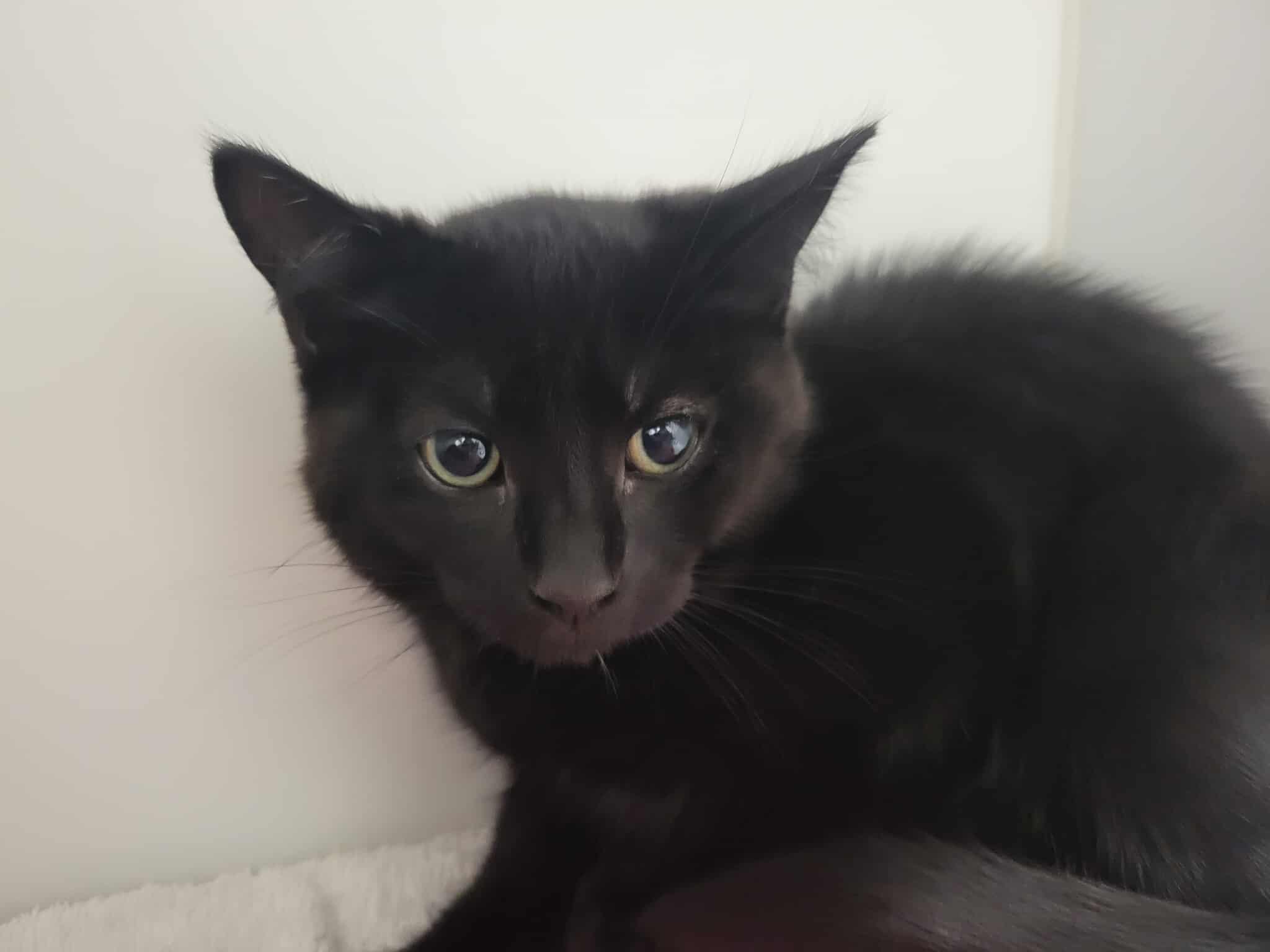 Black Cat for Adoption: Find Your Perfect Mysterious Companion Today