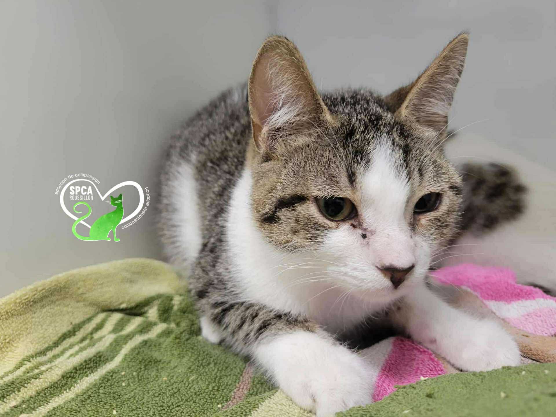 What is Cat Adoption: Ultimate Guide to Saving Feline Lives